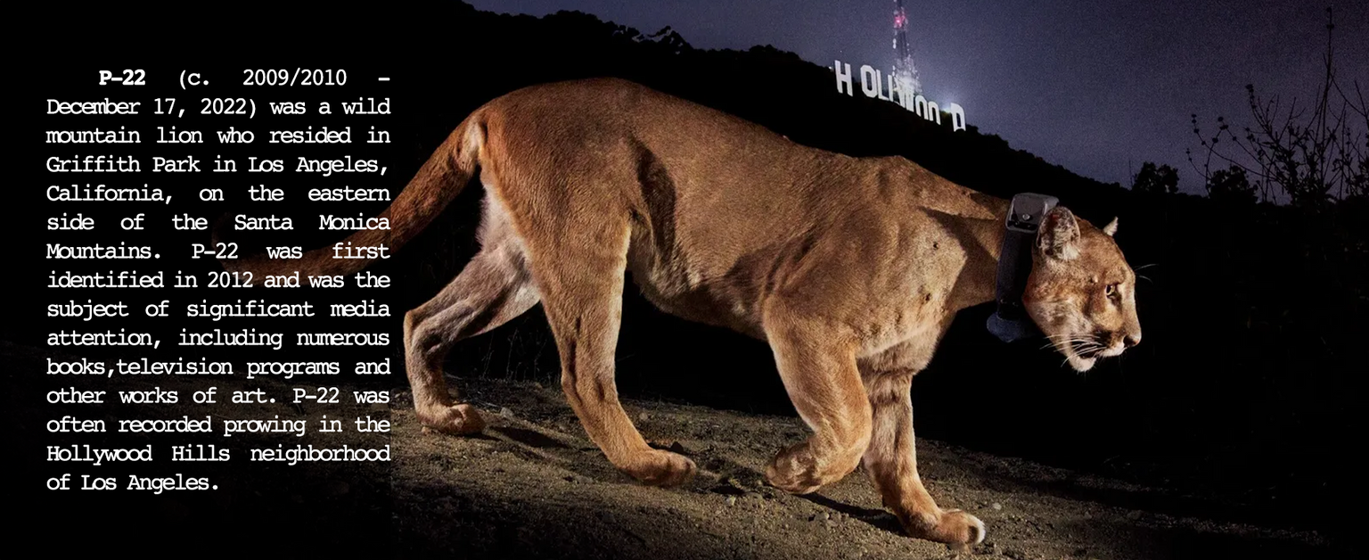 P22 wild mountain lion from hollywood at night 